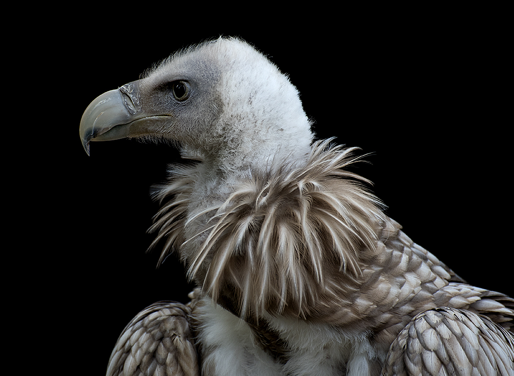 Bayern 08 - 2016 _KA71039-1 Kopie.jpg